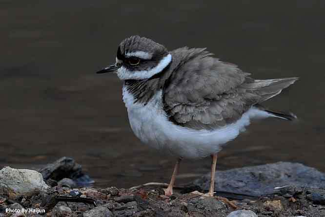 鸟为悦己者容(长嘴剑鸻梳妆)