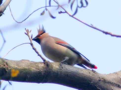 家禽驯化之源之二十