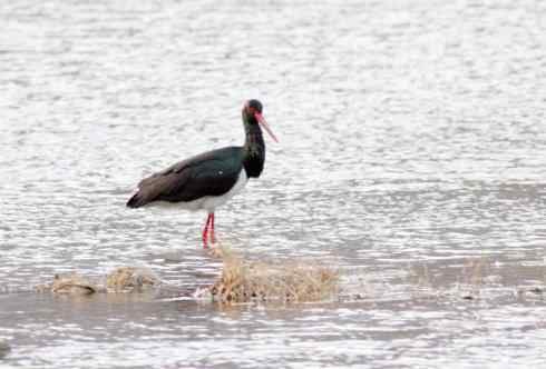 五百分之八的黑鹳