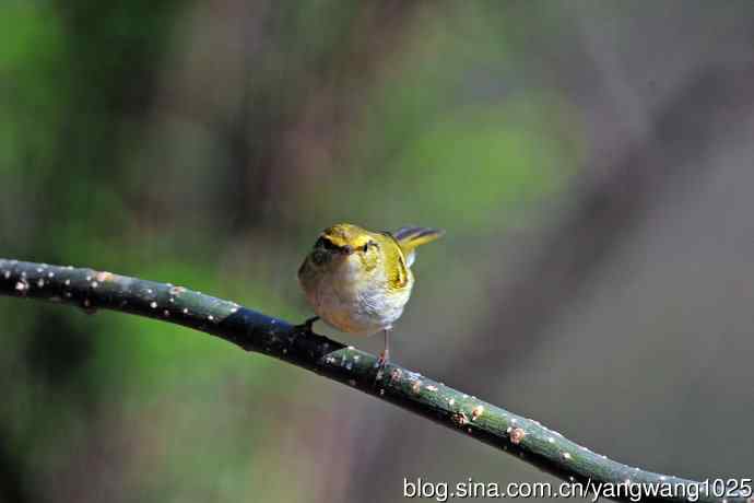 黄腰柳莺（20）