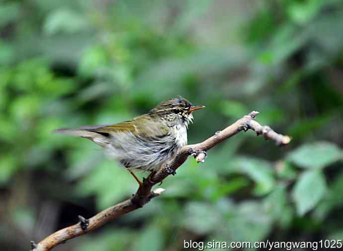极北柳莺(浴后晾羽)3 极北柳莺(浴后晾羽)3