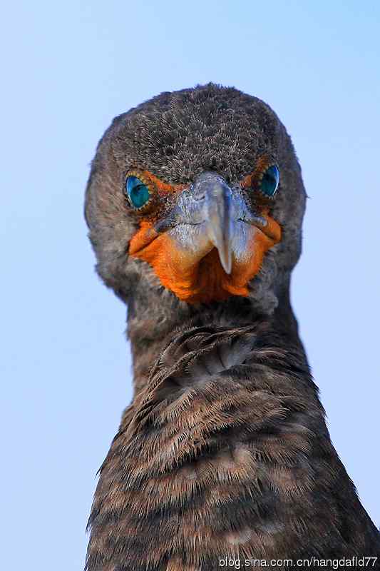 鸟雀肖像：双冠鸬鹚
