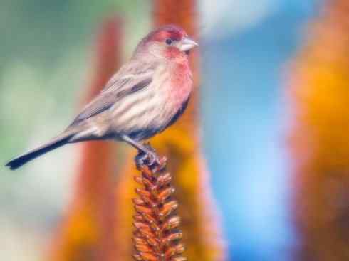 家禽驯化之源之二十一