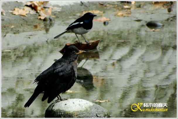 鈥湸蚰疋澦嫦搿菊掌