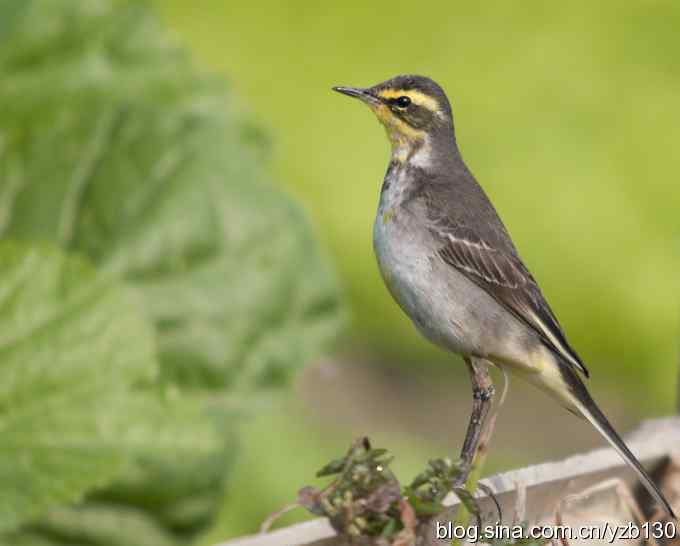 深港拍鸟新纪录（14）鈥斺敾汽n鸰（组图）