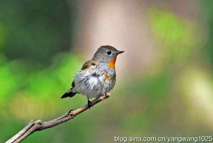 浴后（红喉姬鹟）