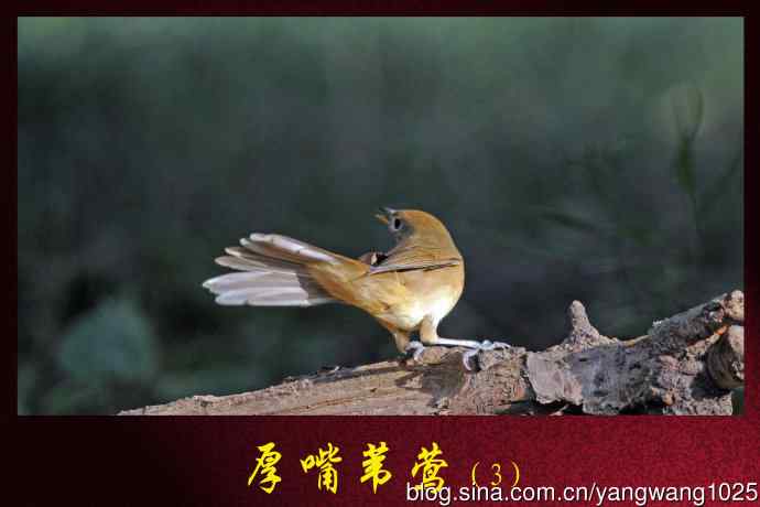 厚嘴苇莺(3) 厚嘴苇莺(3)