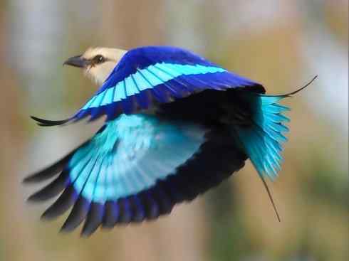 绝色攀禽：佛法僧目之佛法僧2