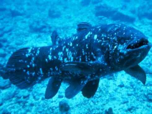 鱼类活化石：矛尾鱼