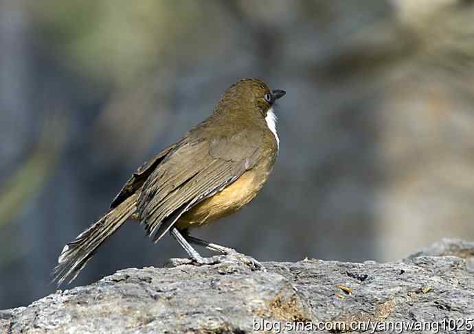 北京又现新品种(白喉噪鹛) wbr3 北京又现新品种(白喉噪鹛) wbr3