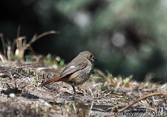 自然和谐的日坛公园（北红尾鸲）