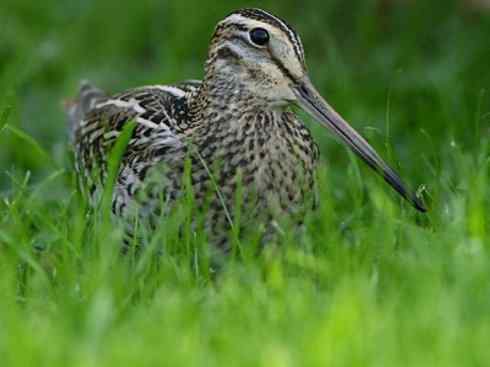鸟类之最：斑腹沙锥