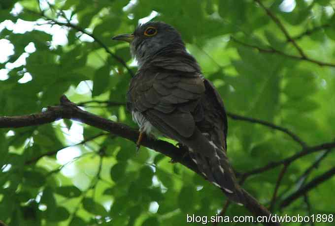 夏日欢鸣的四声杜鹃