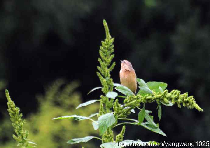 今秋第一次拍侯鸟儿（烏鶲）