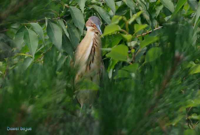 再拍:白眉.紫背和黄鹂 再拍:白眉.紫背和黄鹂
