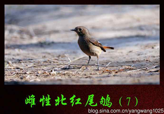 北京天坛公园的鸟类——雌性北红尾鸲（7）