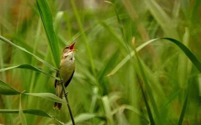大苇莺整天唱不停