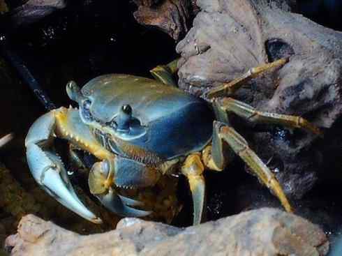 自然奇观:动物大迁徙(红蟹) 自然奇观:动物大迁徙(红蟹)