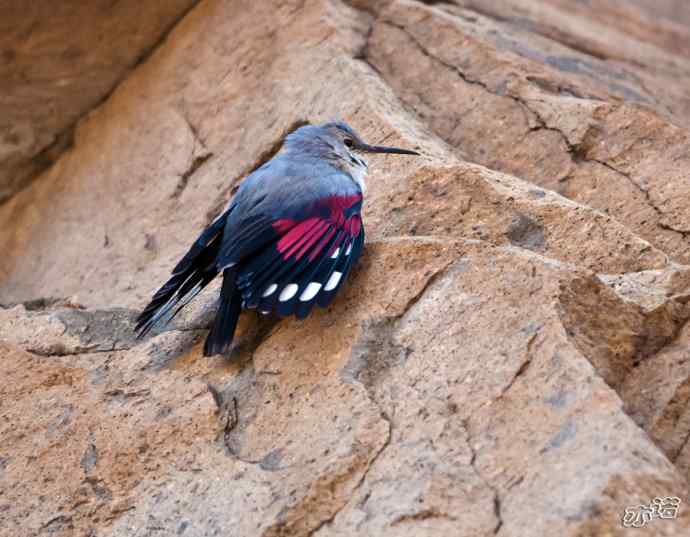永定河峡谷 wbr路 wbr红翅旋壁雀 永定河峡谷 wbr路 wbr红翅旋壁雀