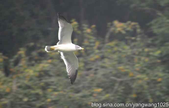 雨前、雾中拍水禽（十月十日杂片纪实）