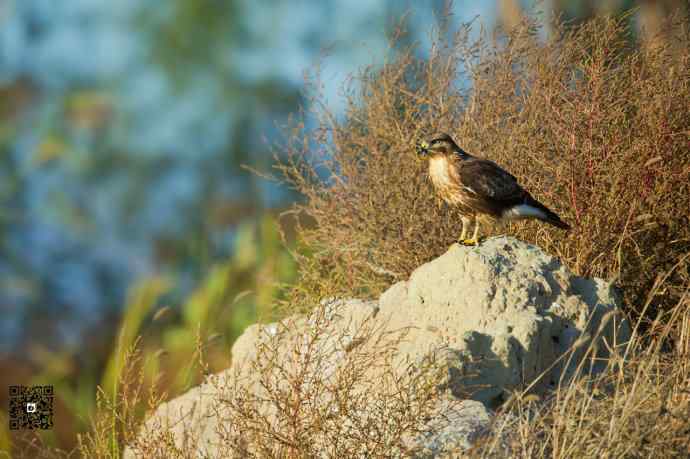 野鸭湖的普通鵟 野鸭湖的普通鵟