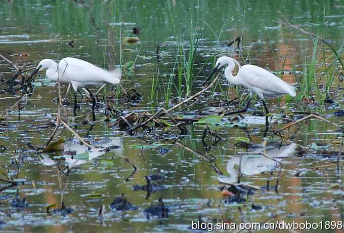 小白鹭黄昏捕鱼