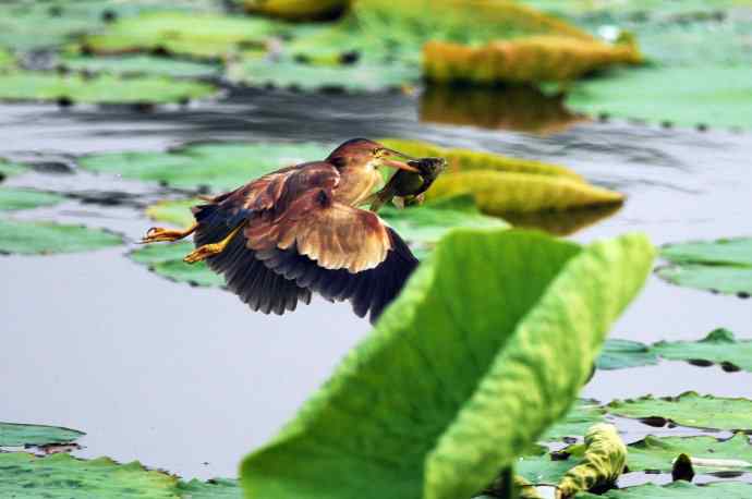 捕鱼的黄苇鳽（记实）1