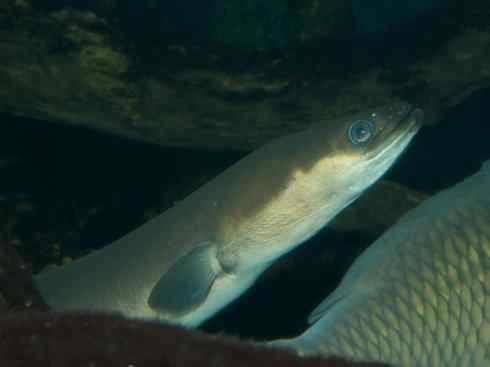 自然奇观：动物大迁徙(鳗鱼)