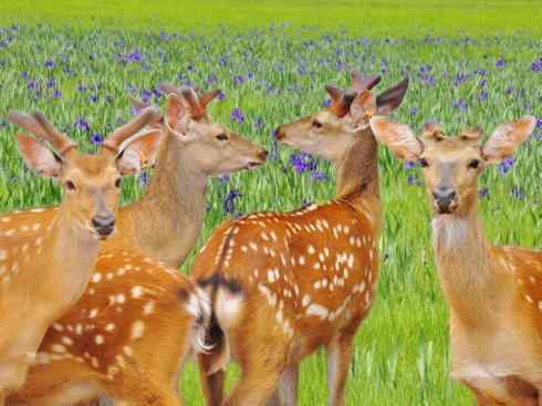 麒麟：传说的兽原型探秘（梅花鹿）