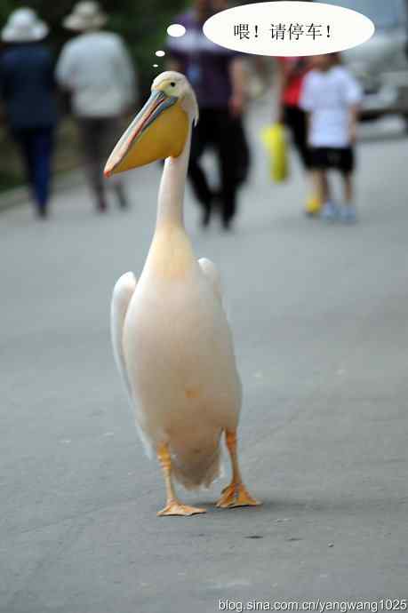 登陆巡游（纪实故事）