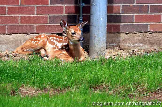 误入校园的小鹿