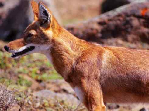犬科:犬亚科犬属之西门豺、侧纹豺(胡狼类) 犬科:犬亚科犬属之西门豺、侧纹豺(胡狼类)