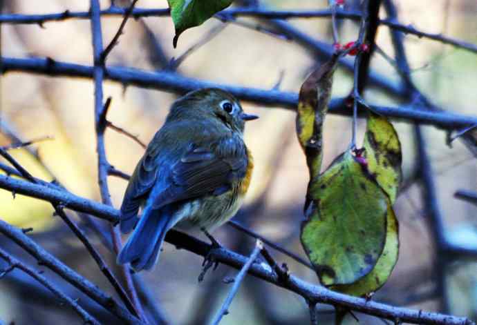 雄性红胁蓝尾鸲