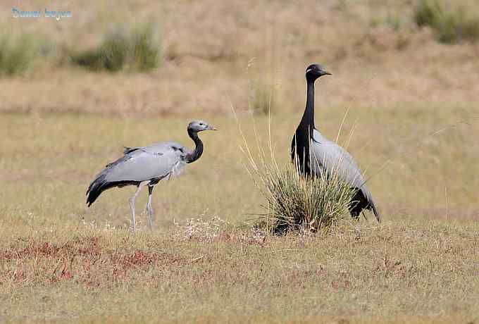 达里诺尔湖的蓑羽鹤