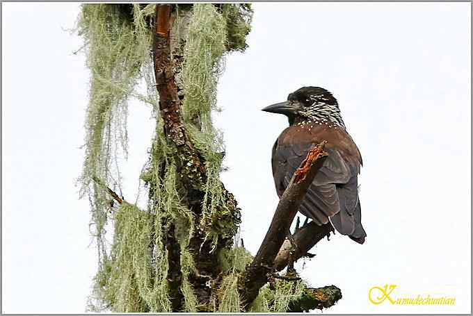 记录星鸦、达乌里寒鸦、小嘴乌鸦【照片】