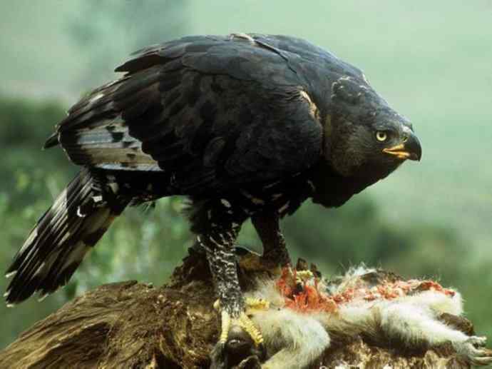 犬科：薮犬亚科非洲野犬属之非洲野犬