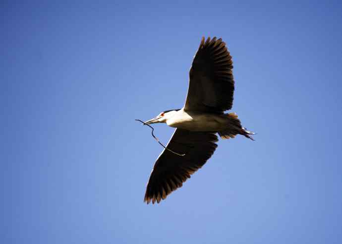 夜鹭(2011年4月) 夜鹭(2011年4月)