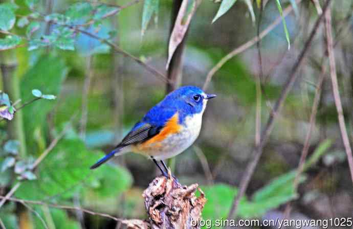北京天坛公园的鸟类——雄性红胁蓝尾鸲（19）