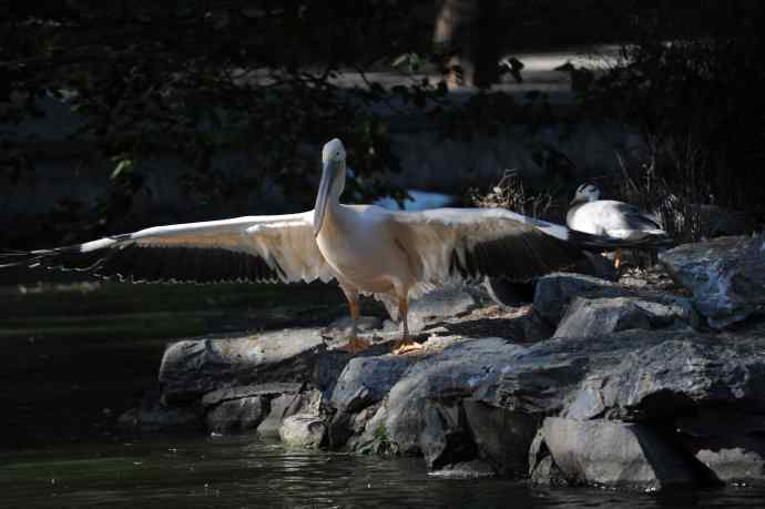 再拍大鹈鹕 wbr8