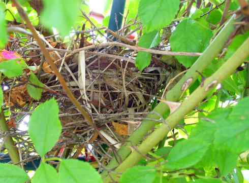 北美红雀出生记