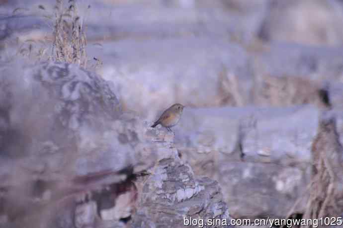 变焦（70-300）拍鸟儿【原版片】