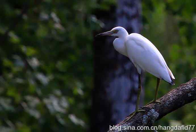 小白鹭