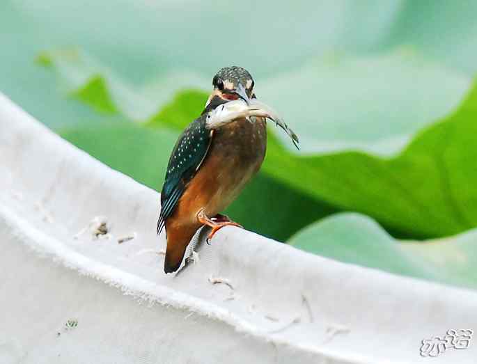 圆明园&nbsp;wbr路&nbsp;wbr小翠吃大鱼