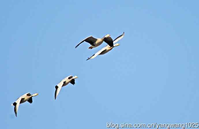 斑头雁（习作）