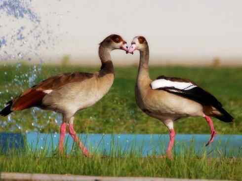 欣赏:美丽的草雁 欣赏:美丽的草雁
