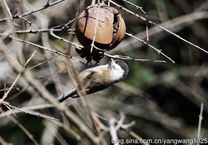 褐头山雀(2) 褐头山雀(2)