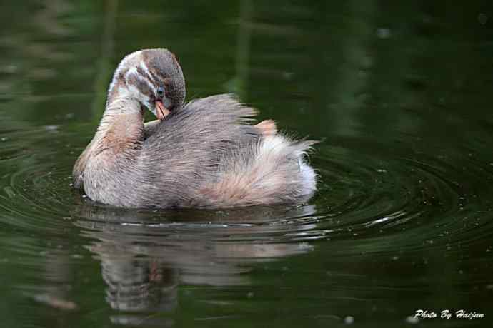鸟鸟平等 wbr wbr决不搞鸟族歧视