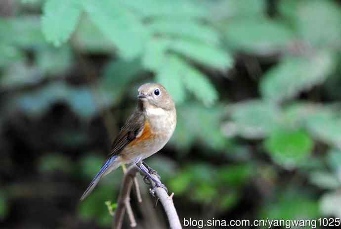 雌性红胁蓝尾鸲（43）