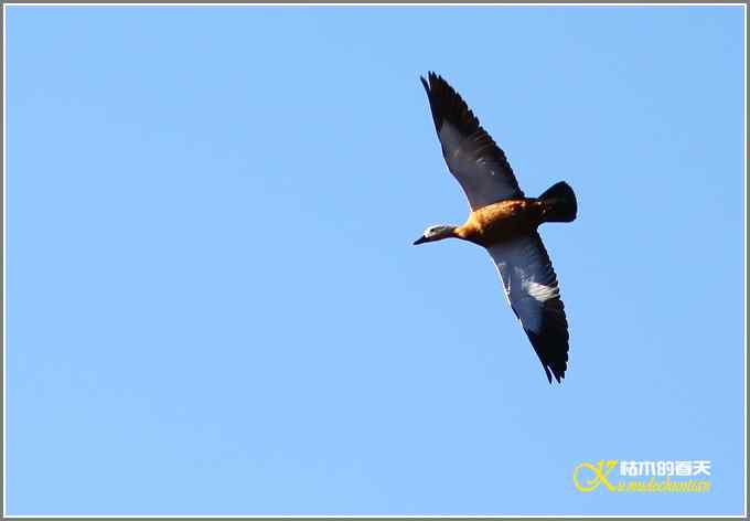 飞翔的鸟【照片】