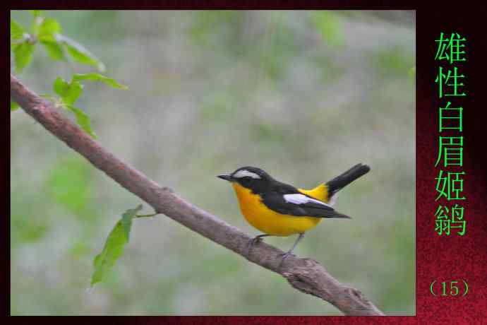 雄性白眉姬鹟（15）